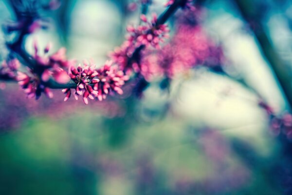 BUDS BLOOM ON THE TREE IN SPRING