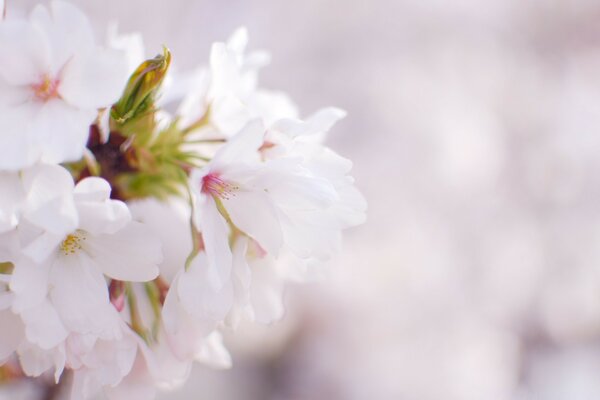 Las flores son blancas. Naturaleza y belleza