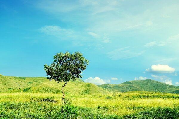 Summer landscape with grass and mountains