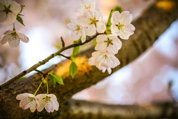 Flores de Manzano en primavera en el árbol