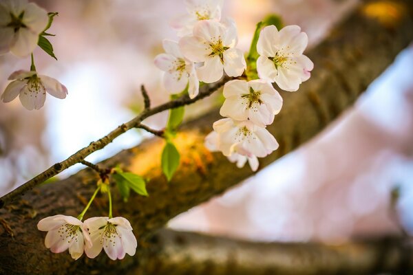 Fiori di melo in primavera su un albero