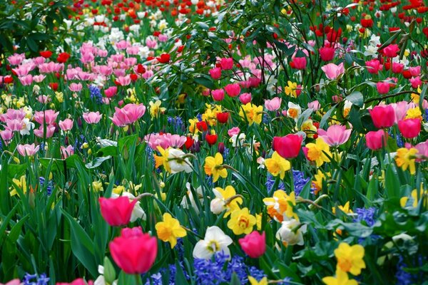 Colored tulips in a large garden