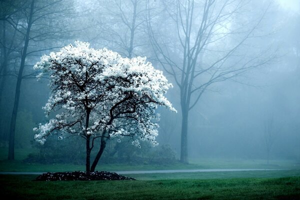 A white flowering tree in the fog