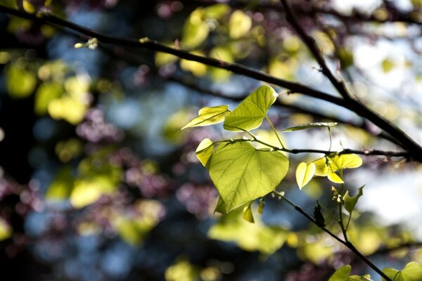 Im Frühling blühen die Bäume Blütenstände