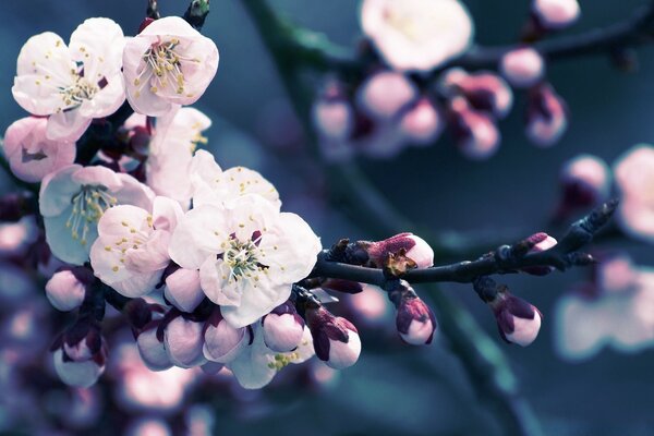 Pink flowering branches on a dark background