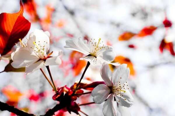 Ramo di albero primaverile in fiore