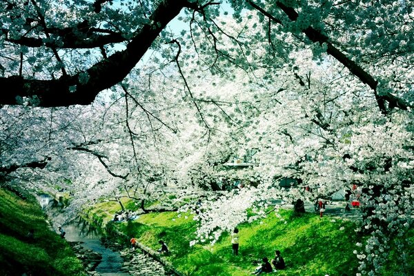 CHERRY BLOSSOMS AT A MOUNTAIN STREAM