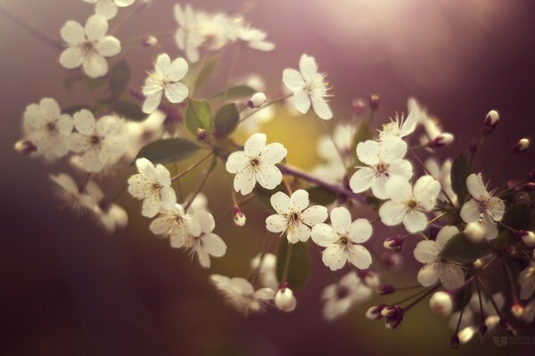 Kirschblüten, herbstliche Natur