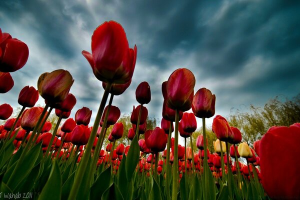 Pole tulipanów widok z dołu. Niebiosa