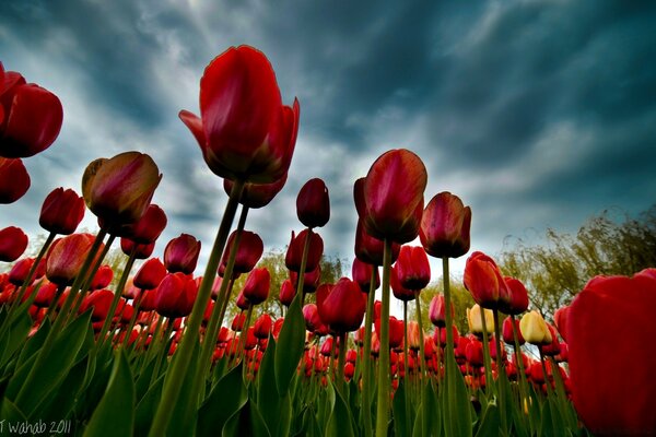 Campo de tulipas vista de baixo. Céu