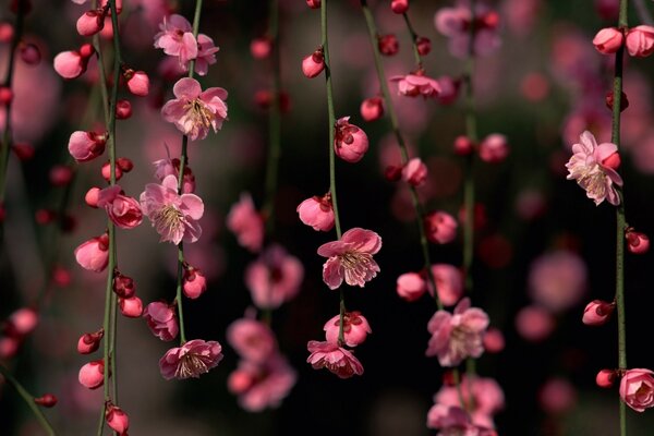 Fleurs de lianes pourpres dans la jungle tropicale