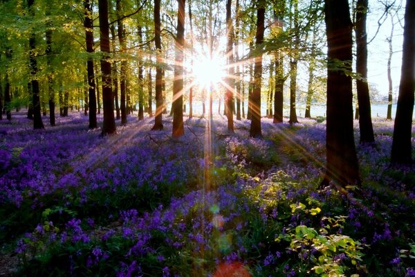 Die Sonne scheint durch die Baumstämme auf Blumen