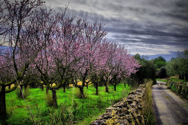 El camino que conduce a lo largo del Jardín floreciente