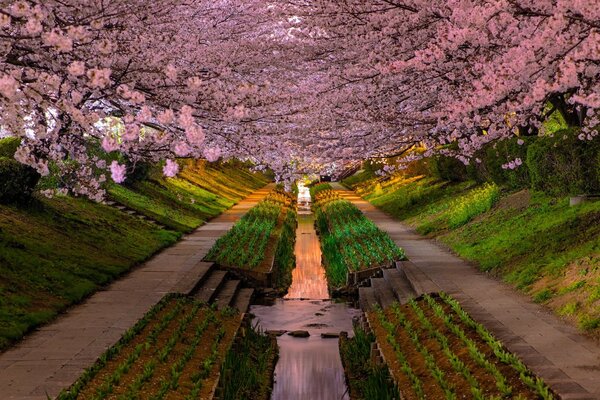 Arco di rami di alberi in fiore