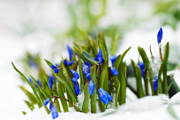 Frühlingsblumen blau Schnee Makro