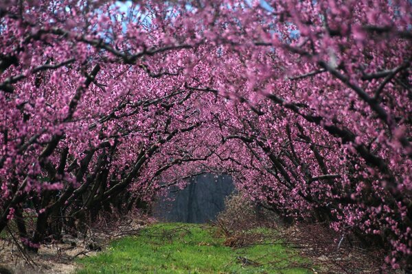 Sentier sous les cerisiers en fleurs