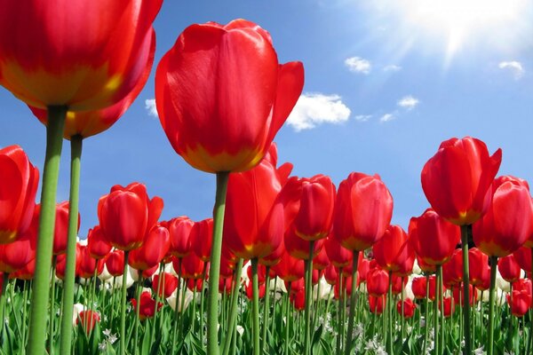 A sunny field of red flowers