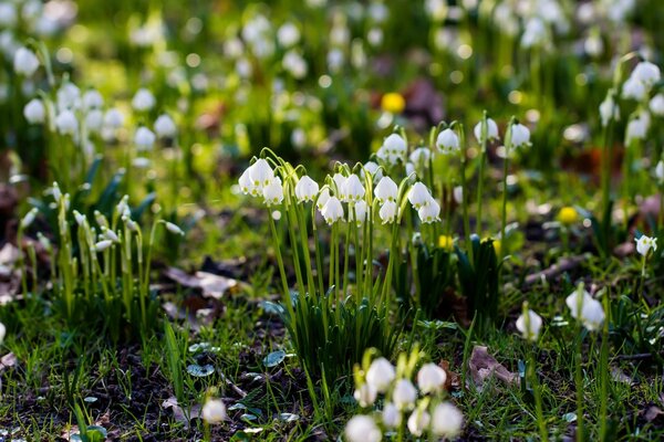 Frühlingserwachen, Blumen, Gras