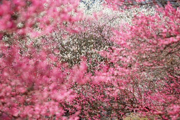 Fiori vecchi e rosa sbocciati sugli arbusti