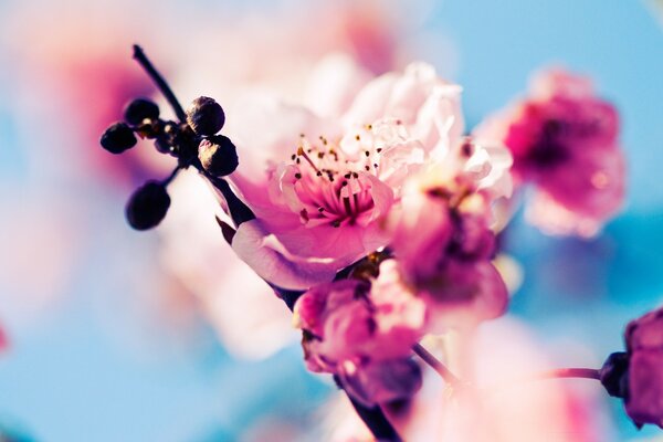 Watercolor photo of flowers and berries