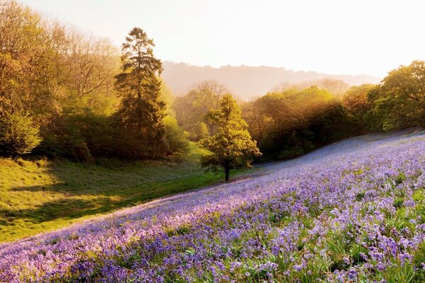 Paisaje floreciente de primavera al atardecer