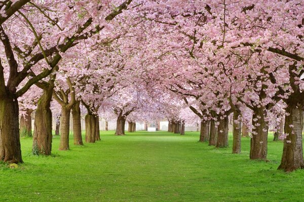 Allée avec des arbres à fleurs roses