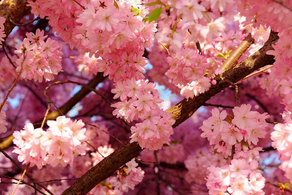 Cherry blossoms on the whole background