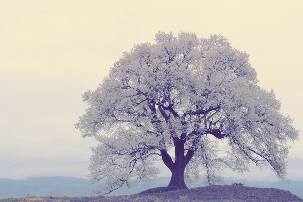 La Couronne de l arbre est recouverte d inium