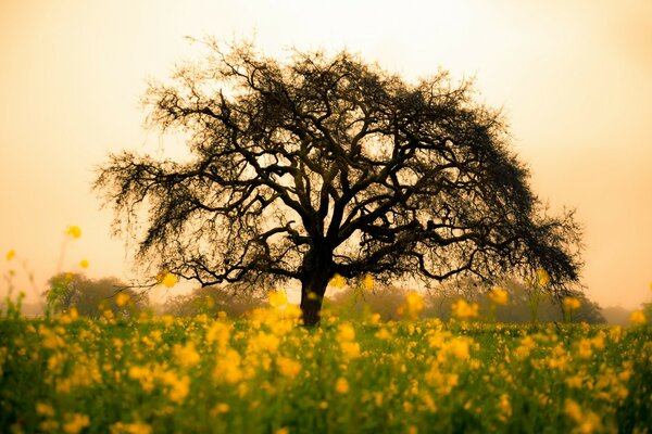 Spring flower field at dawn