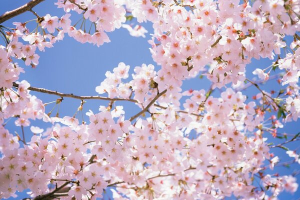 Die Frühlingsschönheit der Sakura-Natur