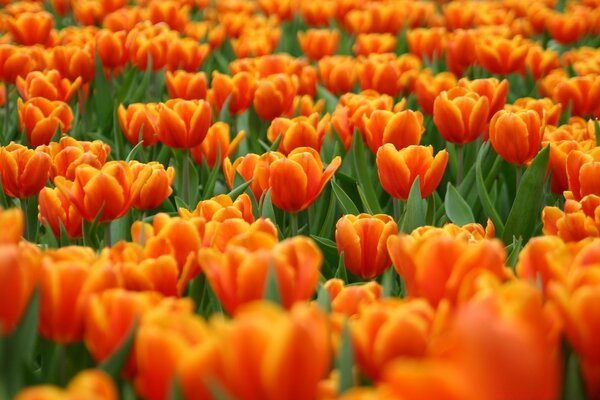 BRIGHT TULIPS ON THE FIELD IN SUMMER