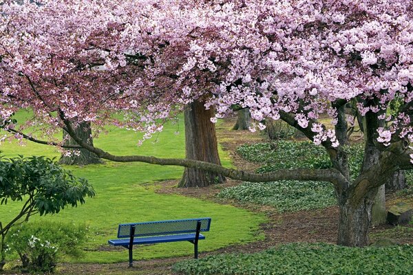 Kirschblüten im Frühlingsgarten