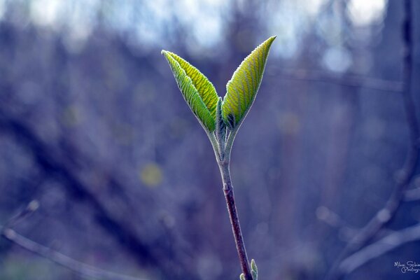 Macro shooting of leaf growth