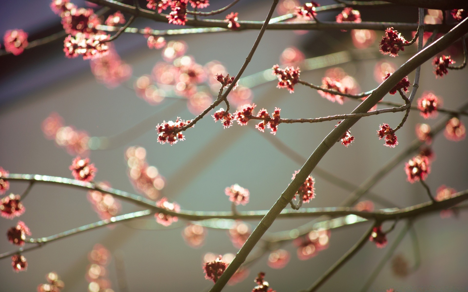 printemps branche fleur cerise hiver arbre nature flore décoration saison