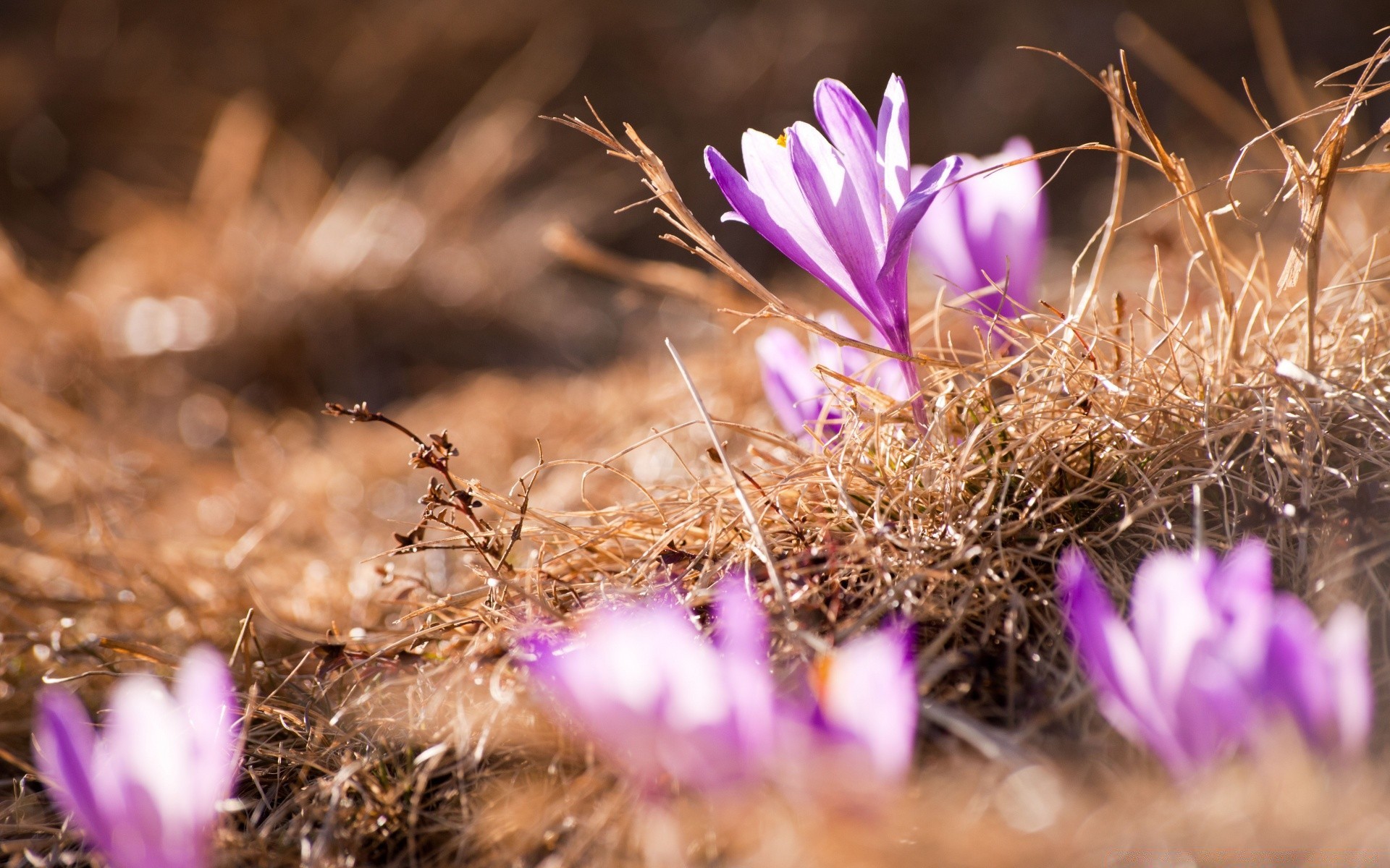 printemps fleur nature flore cactus jardin herbe bluming été feuille gros plan à l extérieur soleil floral couleur beau temps champ lumière belle pétale