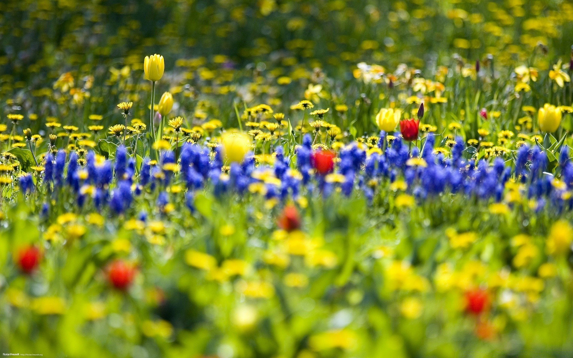 printemps fleur champ herbe nature foin floral flore été jardin rural feuille bluming à l extérieur saison lumineux croissance pétale beau temps couleur