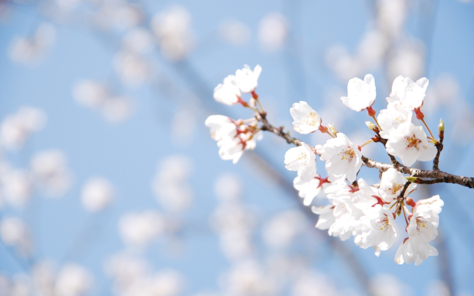 spring nature flower cherry fair weather branch outdoors tree blue sky winter bright blur leaf flora dof apple growth sun delicate summer