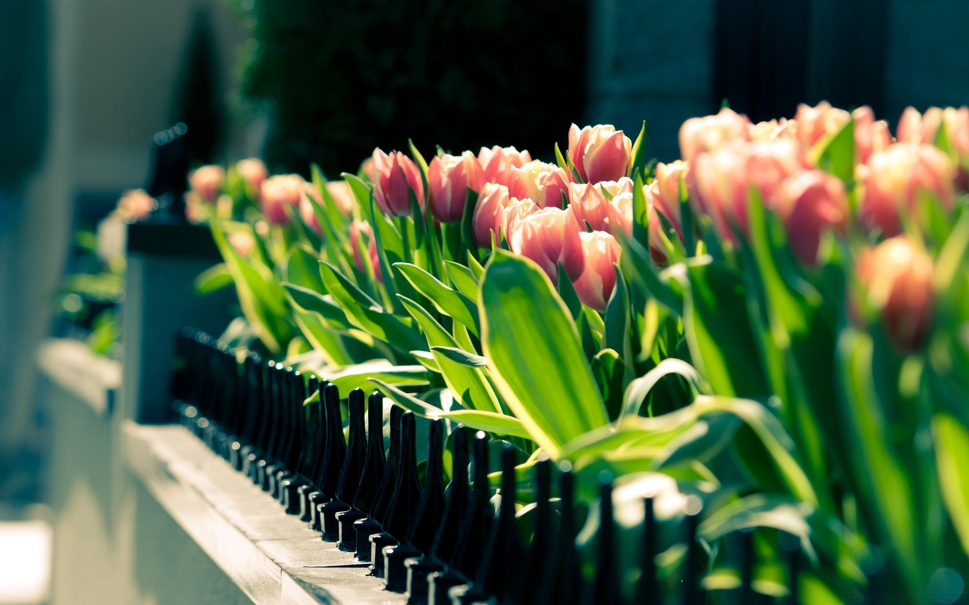 bahar lale doğa çiçek flora yaprak bahçe parlak