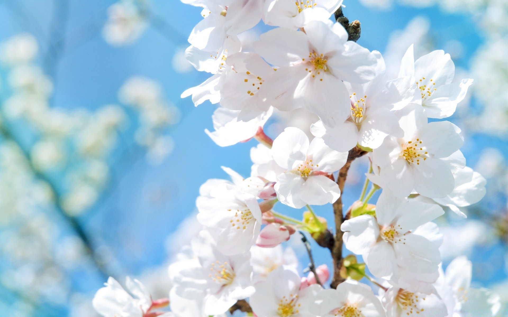 primavera ciliegio natura fiore ramo flora stagione albero crescita giardino bel tempo petalo foglia luminosa fioritura estate compagno delicato all aperto primavera