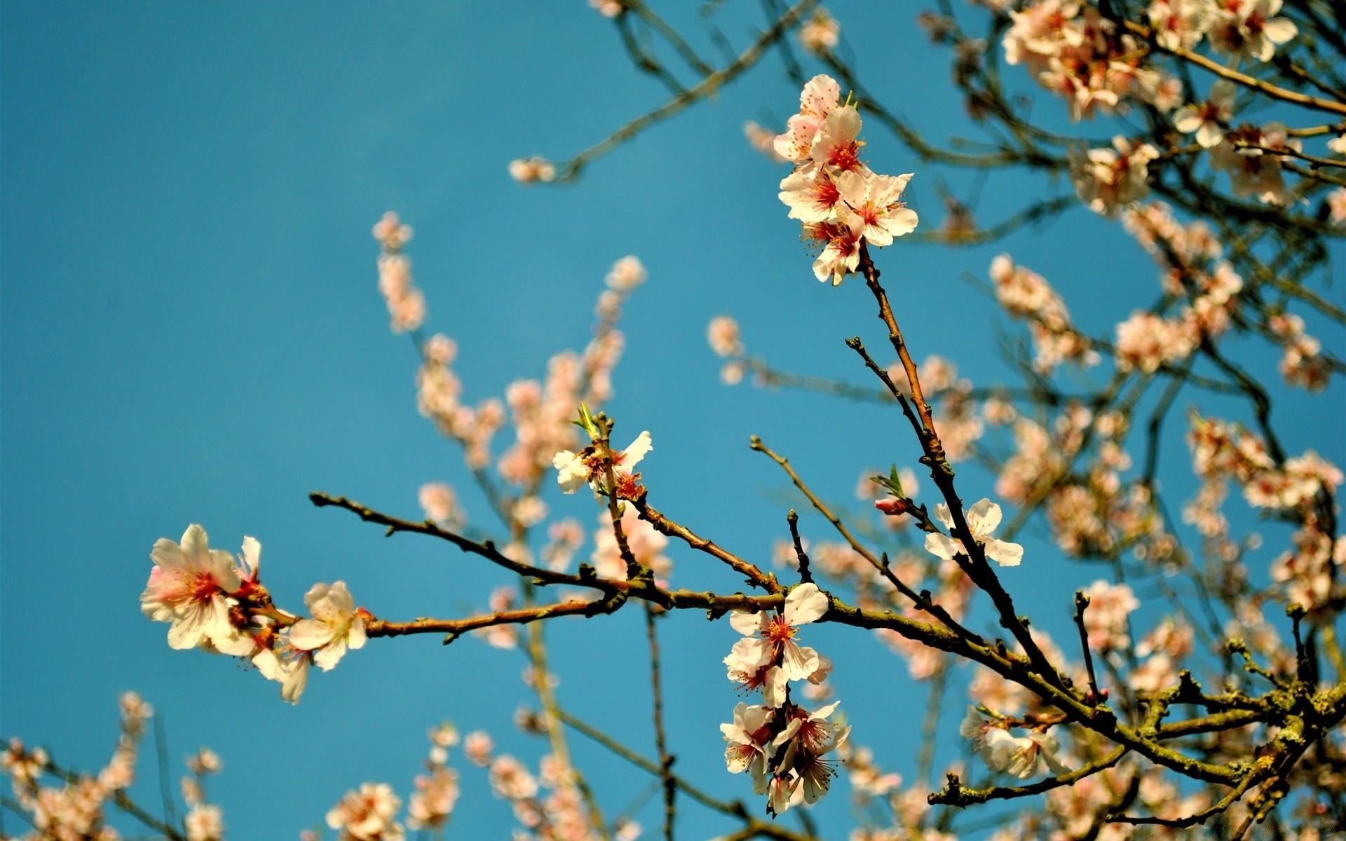 printemps branche arbre fleur nature cerise à l extérieur flore saison copain croissance pomme feuille flou beau temps prune abricot délicat lumineux gros plan