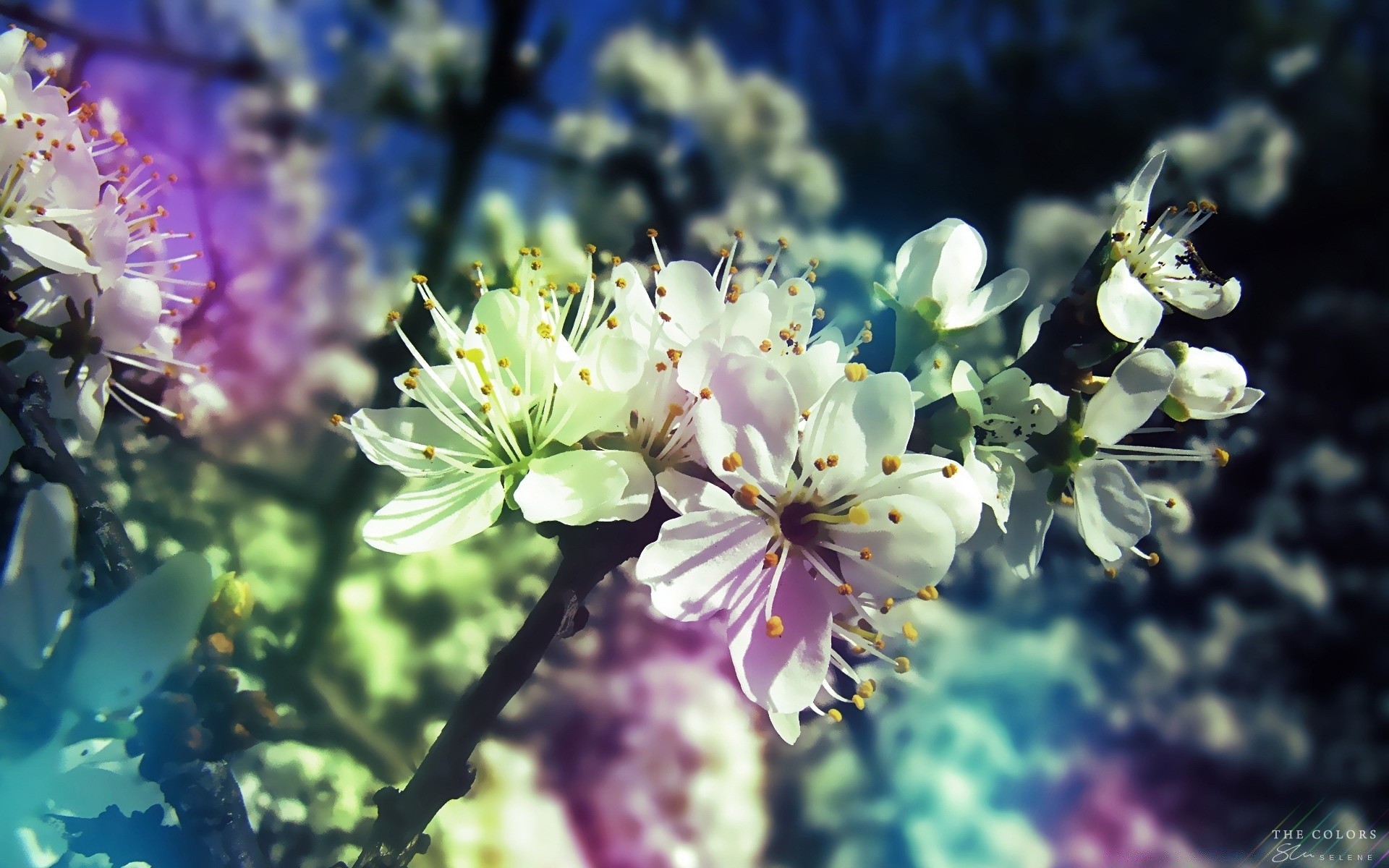 Colorful Spring Android Wallpapers