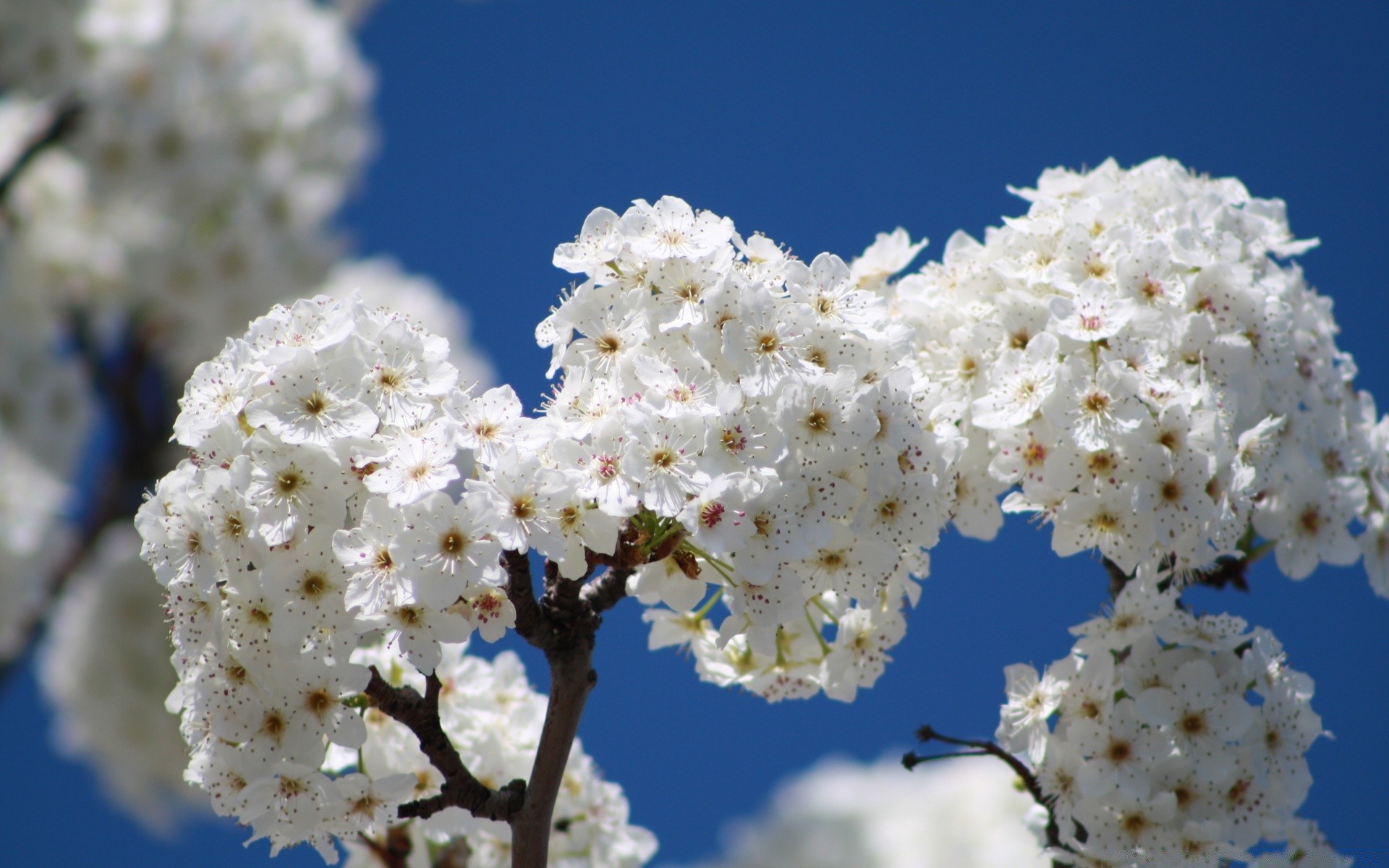 primavera fiore ciliegio ramo albero natura flora stagione fioritura petalo foglia compagno crescita primavera mela all aperto floreale luminoso giardino freschezza