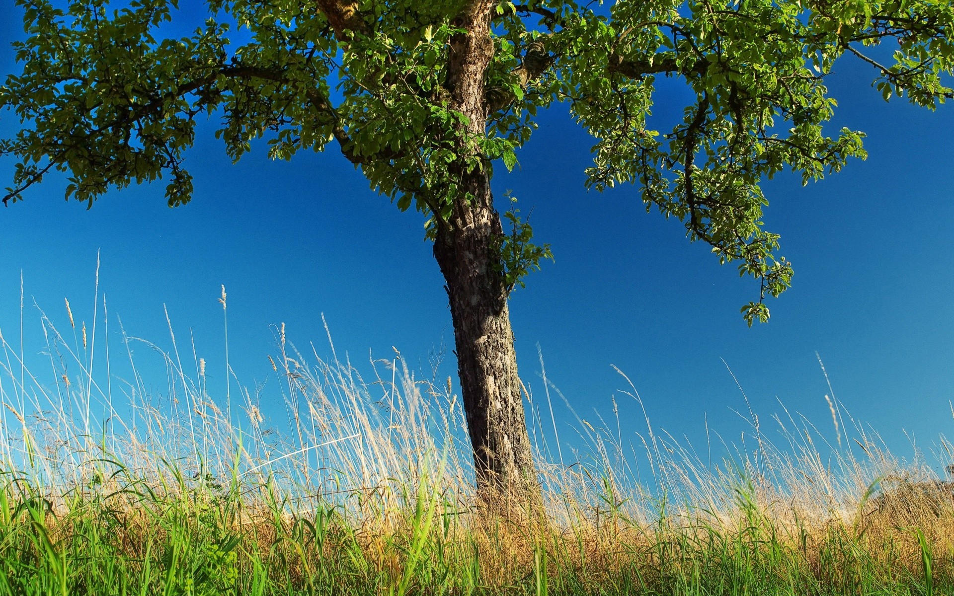 printemps nature arbre été à l extérieur herbe ciel paysage croissance rural beau temps bois feuille campagne soleil flore environnement champ