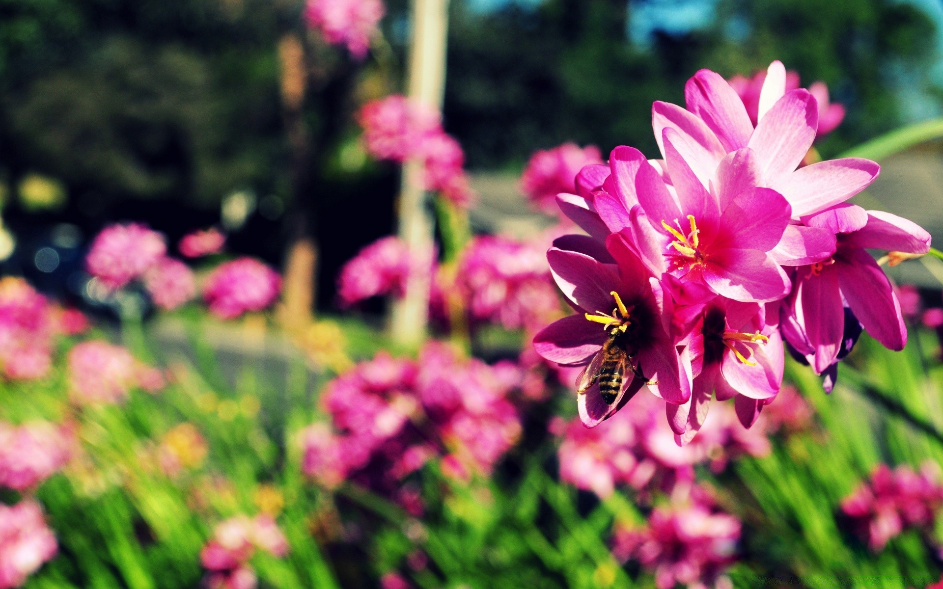 bahar çiçek doğa bahçe flora yaz yaprak çiçek açan çiçek taçyaprağı park renk büyüme parlak çimen güzel hava açık havada lale sezon alan