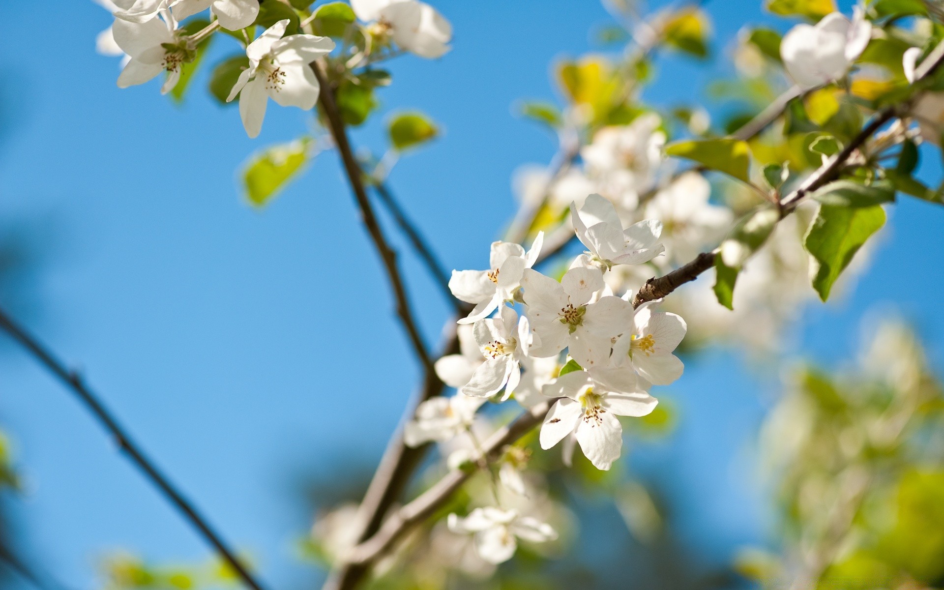 spring flower tree nature branch flora apple cherry garden leaf blooming season petal growth bud close-up fair weather floral outdoors summer