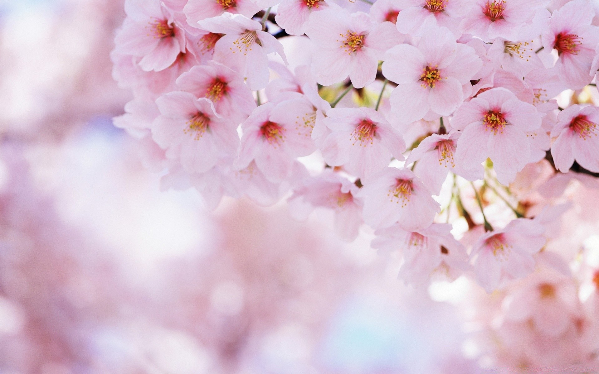 spring flower nature flora cherry branch blur delicate garden petal tree growth bright season leaf blooming outdoors bud floral summer