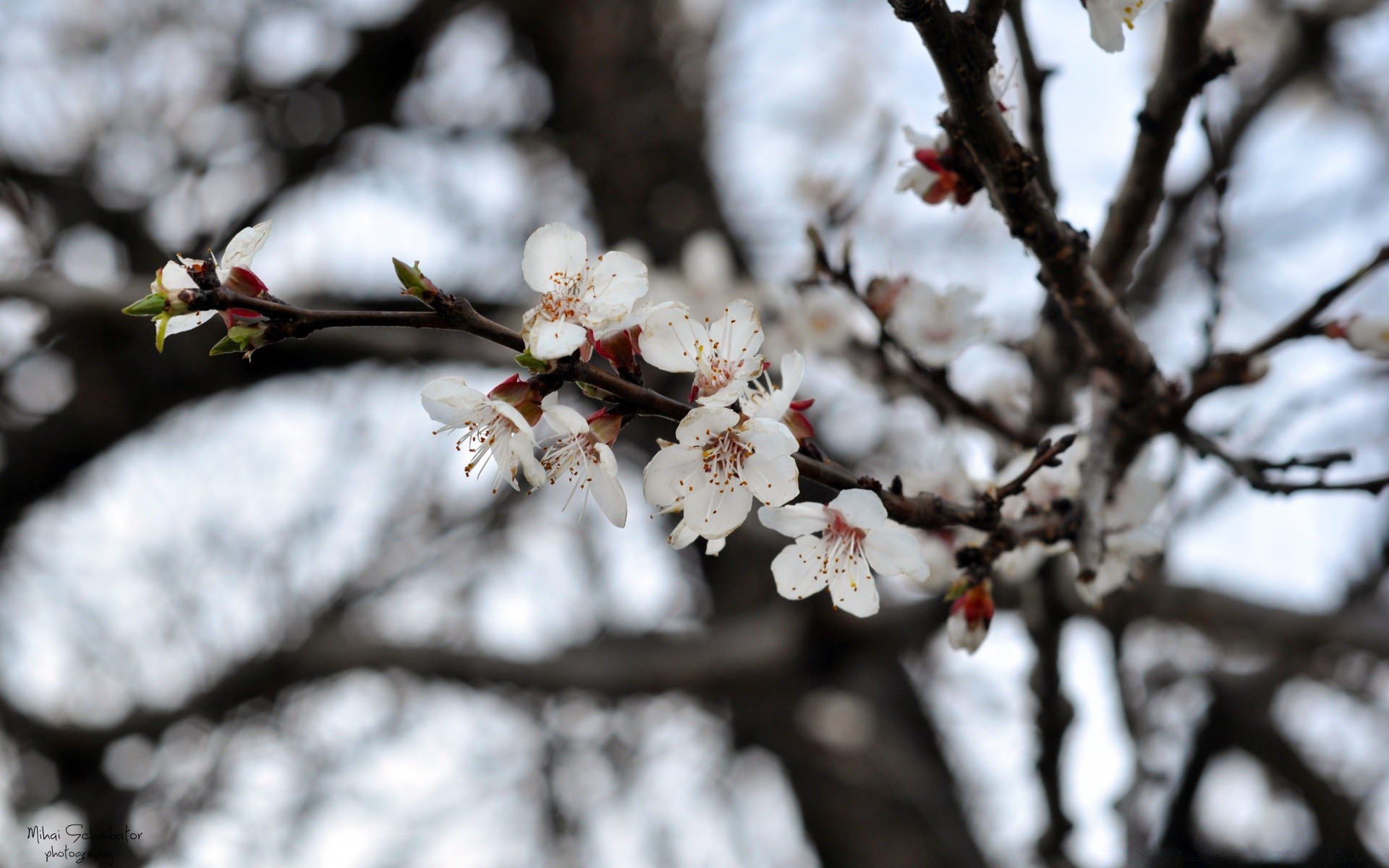 spring cherry branch tree flower nature apple outdoors season plum leaf bud flora winter garden growth apricot fair weather blur bright