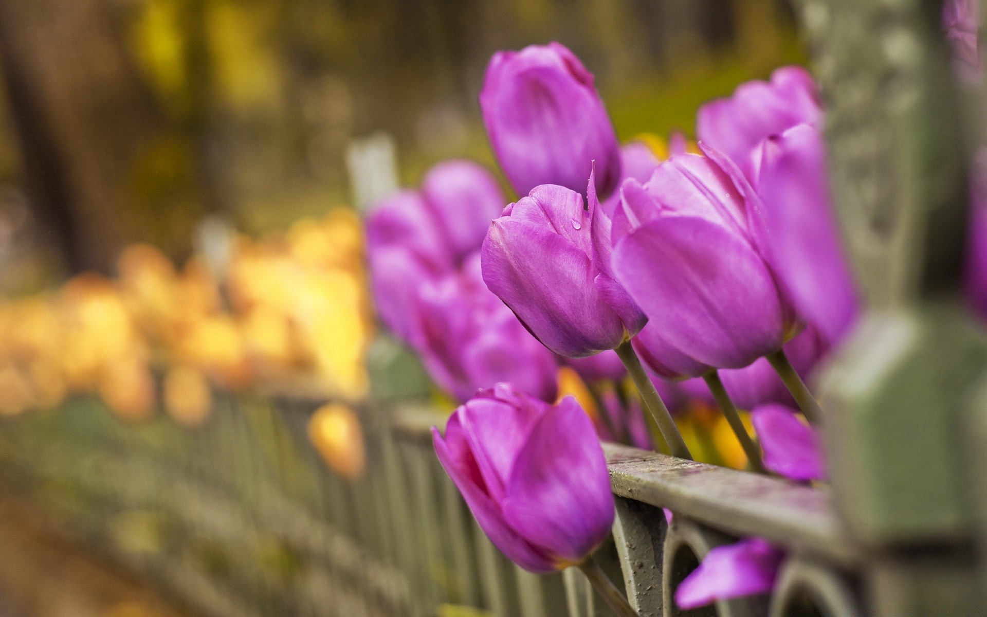 spring flower nature garden flora leaf tulip easter color summer season blooming bright floral petal park outdoors bouquet growth