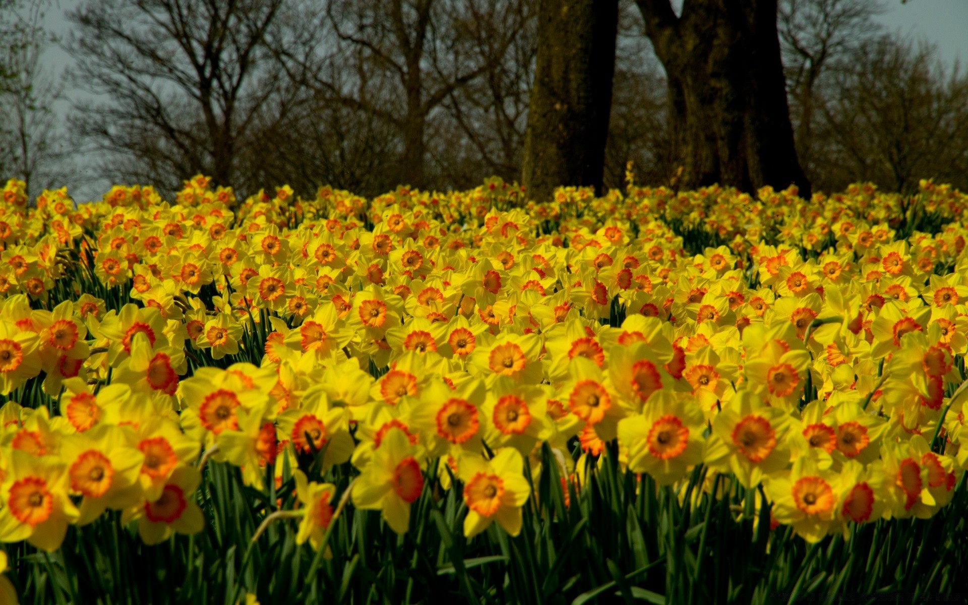 printemps fleur nature floral couleur saison jardin flore tulipe feuille lumineux lumineux champ parc jonquille lampe été jonquille bluming pétale