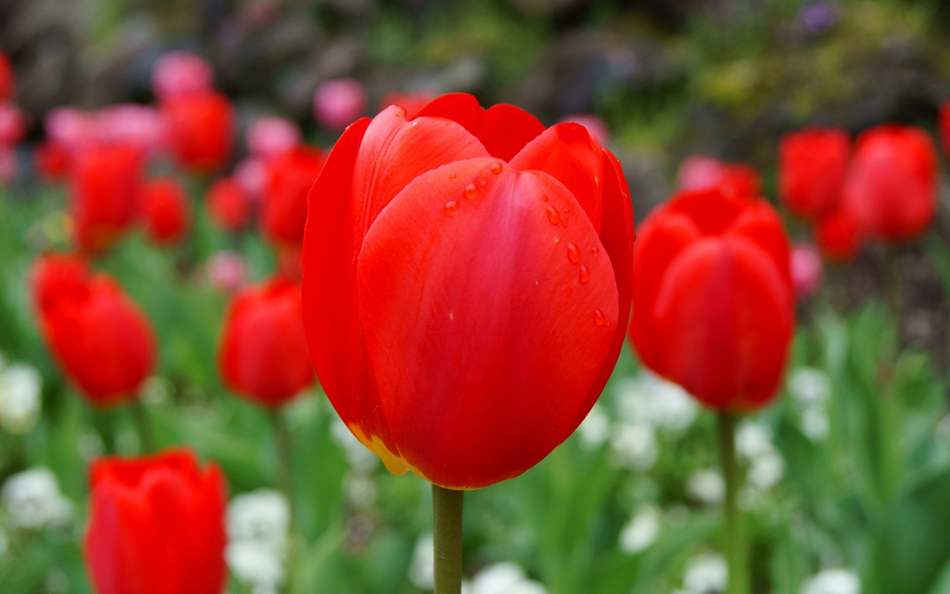 frühling natur blume tulpe garten flora blatt sommer blumen farbe blühen hell blütenblatt im freien feld wachstum saison park